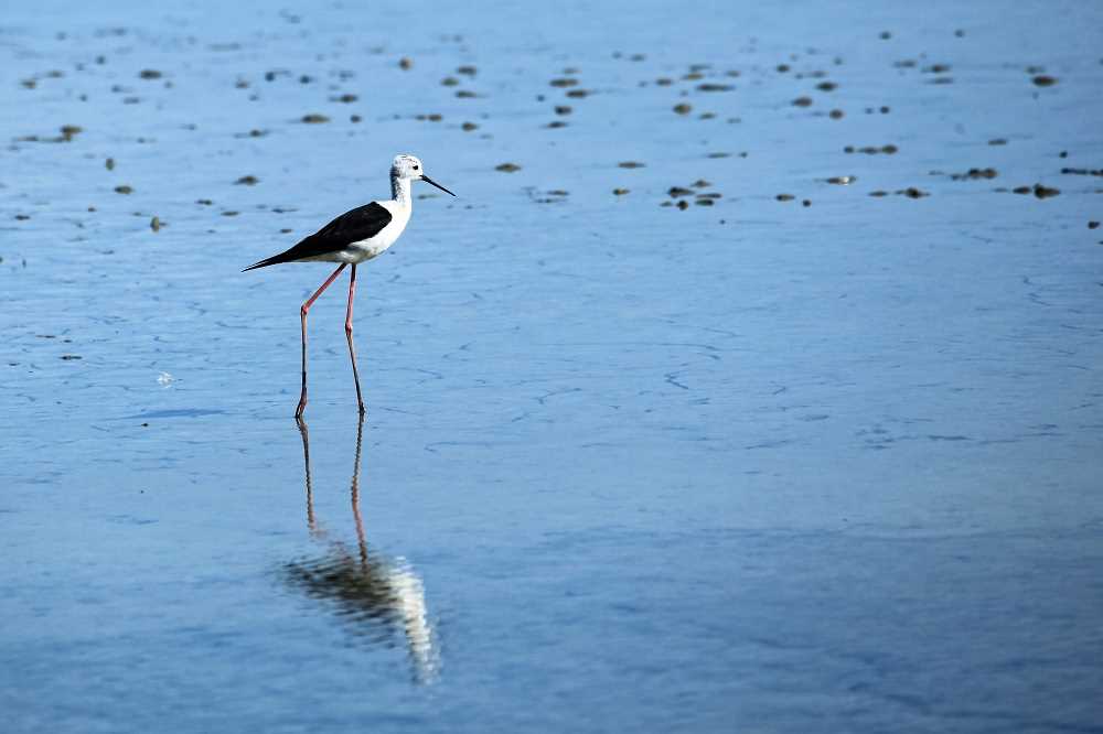 Découvrir les oiseaux du Bassin